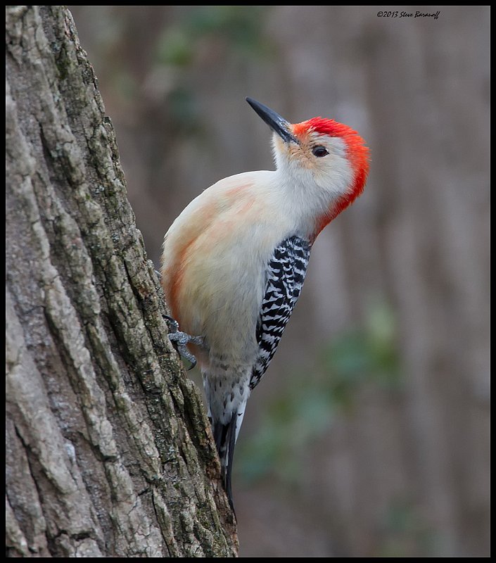_4SB6104 red-bellied woodpecker.jpg